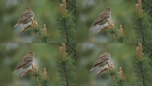 白桦树鹨(白花Anthus trivialis)春季鸣禽，白俄罗斯高清在线视频素材下载