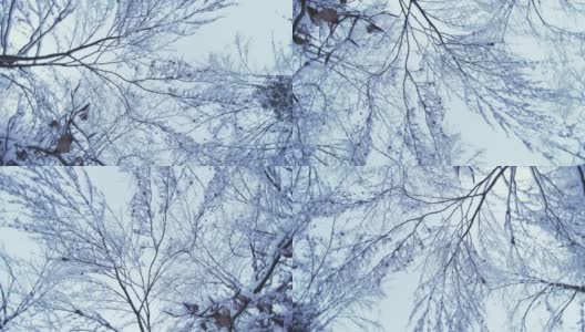 在冬天的一天，在树枝和雪冻的树下盘旋高清在线视频素材下载