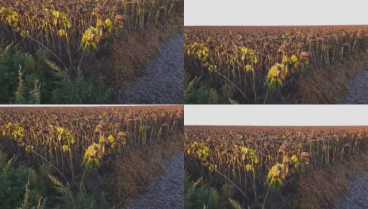 结霜的秋日清晨，田野里满是成熟的向日葵高清在线视频素材下载