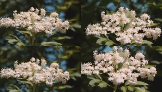 欧洲黑色接骨木(Sambucus Nigra)花的特写高清在线视频素材下载