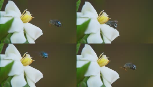 蓝带蜜蜂飞近白花高清在线视频素材下载