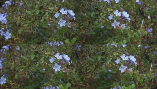 多利拍摄的野生蓝夹竹桃花的特写镜头高清在线视频素材下载