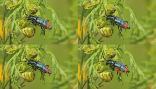 甲虫高清在线视频素材下载