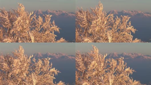 白雪覆盖的树顶高清在线视频素材下载