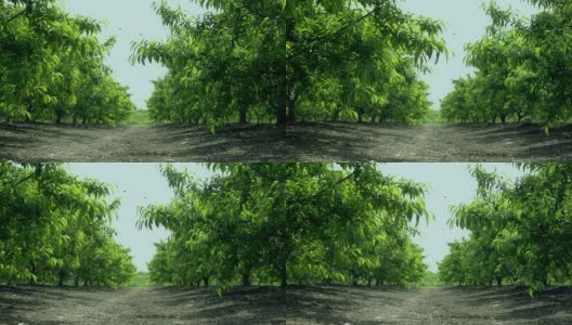 果园里成排的绿树高清在线视频素材下载