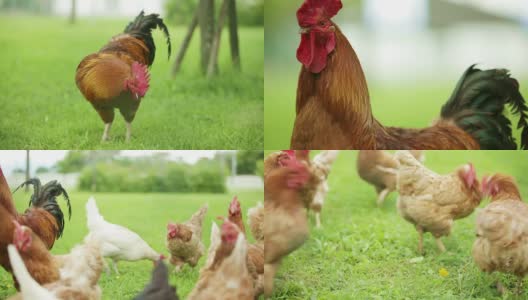 鸡和公鸡的短片(农场动物)高清在线视频素材下载