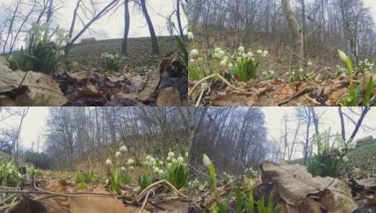 HD Motion Time-Lapse: Snowbells In The Forest高清在线视频素材下载