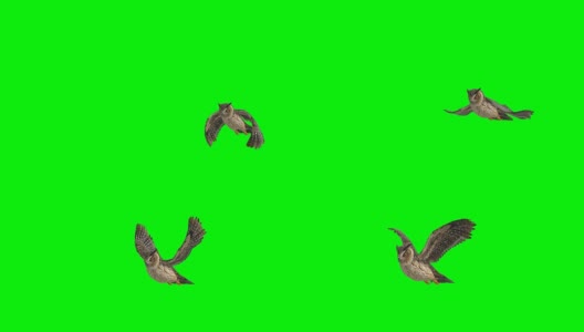 猫头鹰起飞屏幕(可循环)高清在线视频素材下载