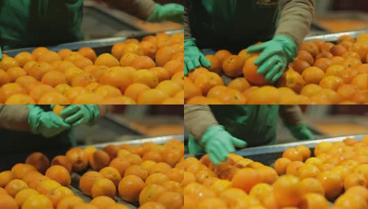 在橙色工业中选择水果高清在线视频素材下载
