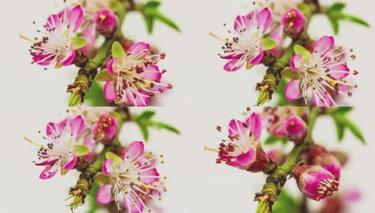 葡萄园里桃花盛开的时光流逝Hd 1080视频。高清在线视频素材下载