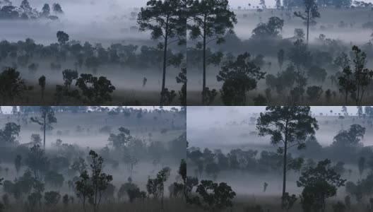 4K时间流逝美丽的日出和森林中的雾云高清在线视频素材下载