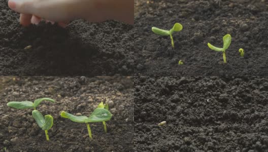 孩子的手在土壤里播种。播种黄瓜种子。从地里长出来的黄瓜。种植绿色的黄瓜。有机农业和春季园艺的概念高清在线视频素材下载