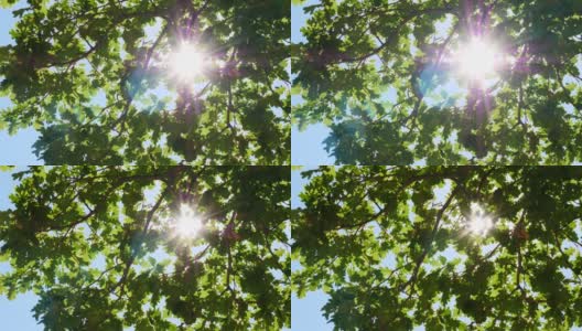 阳光穿过绿色的橡树树叶。高清在线视频素材下载