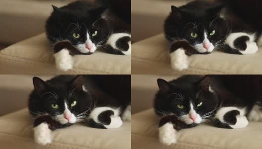 燕尾服的猫高清在线视频素材下载