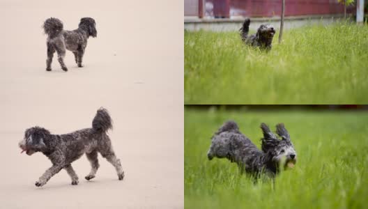 黑狮子狗狗在跑高清在线视频素材下载