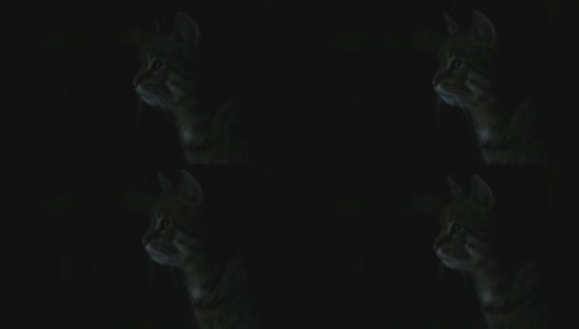 晚上在户外的猫高清在线视频素材下载