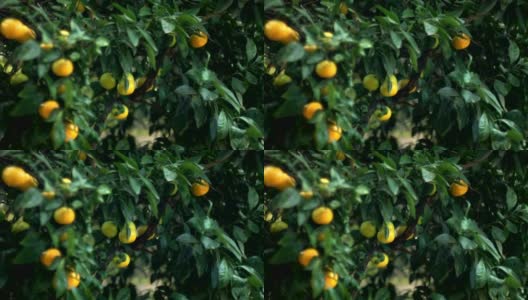 阳光下的橘子树高清在线视频素材下载