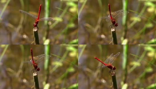 红色的蜻蜓高清在线视频素材下载
