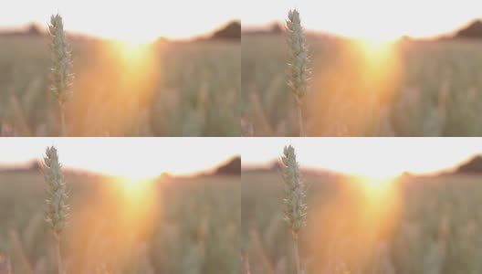 日落时的麦秸高清在线视频素材下载