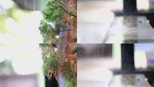 树叶带着雨滴滴落地面，高清在线视频素材下载