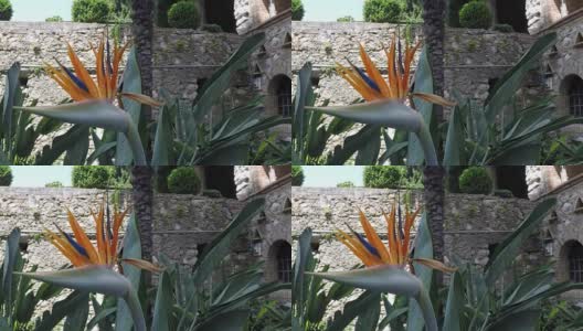 陶尔米纳的天堂鸟花(Strelitzia reginae)高清在线视频素材下载