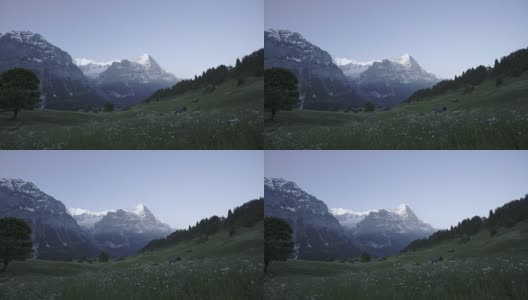 清早，瑞士格林德沃艾格山前的野花田高清在线视频素材下载
