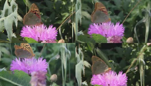 潘朵拉蝶，红衣主教，是蛱蝶科的一种蝴蝶高清在线视频素材下载