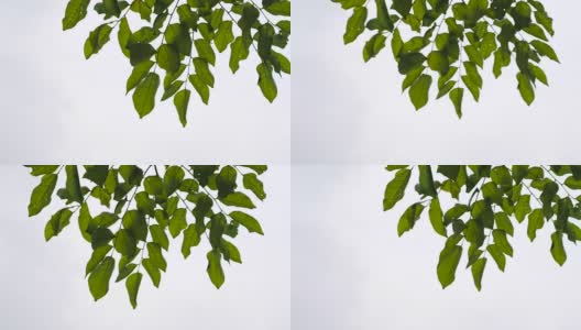 抬头看树枝上的绿叶在多云的天空中飘动。刮风下雨。自然现象，从右向左摆动高清在线视频素材下载