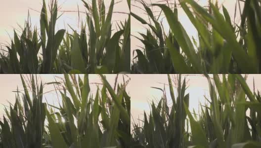 玉米在日落时被风吹动的慢动作视频高清在线视频素材下载