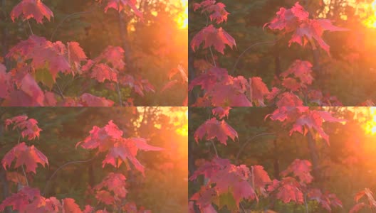 靠近辉光的金色日落在秋天的叶子叶子在枫树的树冠高清在线视频素材下载