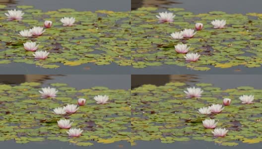 湖面上漂浮着白色和粉色的睡莲高清在线视频素材下载