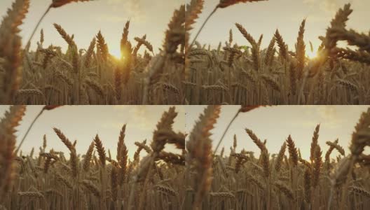 精选优质小麦日落时的成熟小穗。4K慢动作视频高清在线视频素材下载