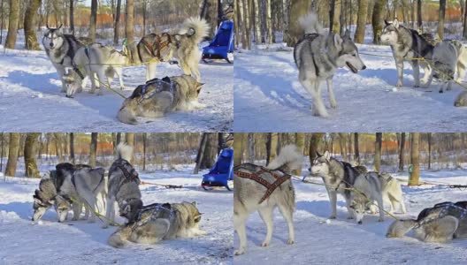 比赛后西伯利亚哈士奇在雪中休息。雪橇狗哈士奇雪橇和雪橇上的雪橇。在冰雪皑皑的冬季公园里，动物在雪橇上的运动比赛高清在线视频素材下载