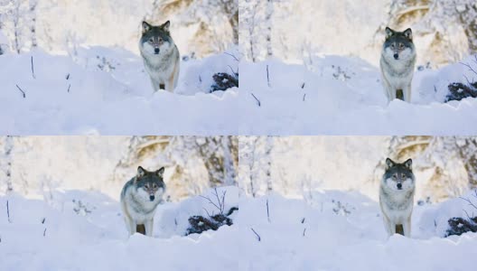 狼站在美丽的冬季森林里高清在线视频素材下载