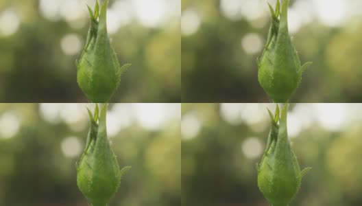 粉红色的玫瑰花蕾。美丽的玫瑰开花。高清在线视频素材下载