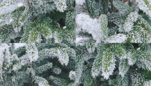 冬天的杉树森林与下雪的圣诞树。树枝被雪拉近了高清在线视频素材下载