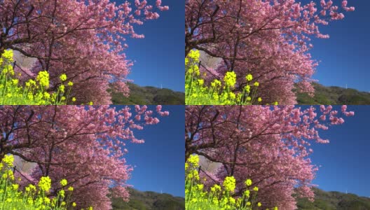 河岸上盛开着油菜花的川崎樱花树高清在线视频素材下载