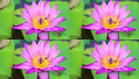 蜜蜂在池塘里盛开的浅粉色荷花的花粉上找到了甜蜜高清在线视频素材下载