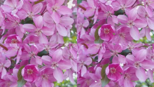 美丽的樱花在春天盛开。在模糊的彩色背景上，日本樱桃树的粉红色花朵的特写。高清在线视频素材下载