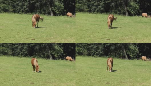 金棕色的马白天在绿色的草地上吃绿草，在后面的另一匹马前面是一片茂密的森林，没有人高清在线视频素材下载
