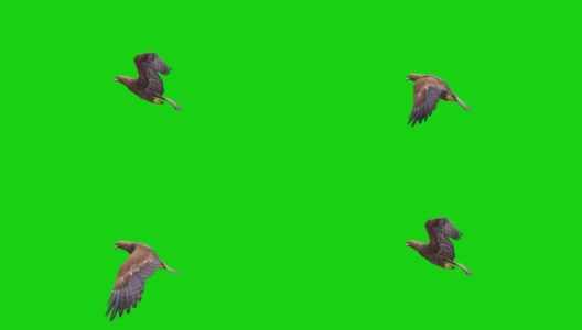 绿色屏幕上的鹰飞动画。概念动物、野生动物、游戏、返校、3d动画、短视频、电影、卡通、有机、色度键、角色动画、设计元素、可循环高清在线视频素材下载