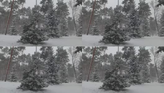 圣诞灯和雪花装饰在冬季公园的冷杉树上高清在线视频素材下载