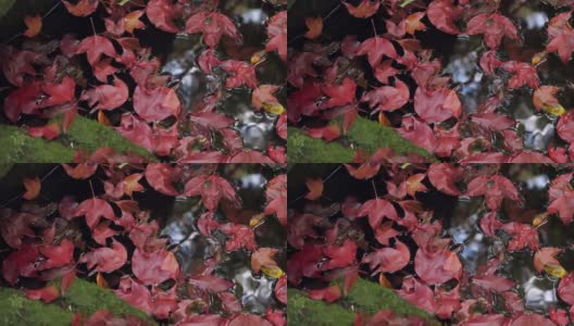 秋天的背景。小池塘里红红的枫树叶子和美丽的阳光高清在线视频素材下载