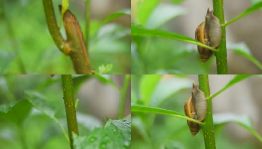 花园里树上的蜗牛高清在线视频素材下载