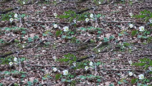 黑嚏根草或圣诞玫瑰(胚芽。下奥地利的森林高清在线视频素材下载