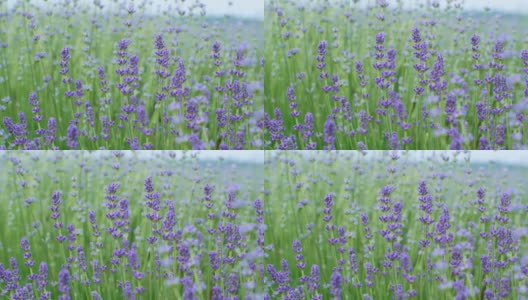 美丽盛开的薰衣草在风中摇曳。普罗旺斯的薰衣草紫色芳香花。高清在线视频素材下载