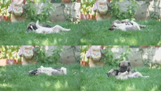 在一个阳光明媚的春天，两只纯种小牧羊犬小狗在草地上玩耍。高清在线视频素材下载