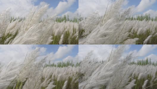在秋风中，糖蜜花在蓝白色的天空中摇曳。它生长在通常被称为野生甘蔗和Kans草的休耕地上。特写视图。高清在线视频素材下载