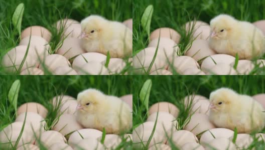 黄色可爱的小鸡坐在绿色草地上的鸡蛋旁边。复活节的概念。高清在线视频素材下载