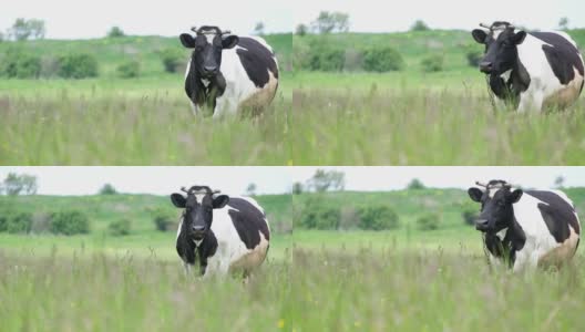 白色的奶牛身上长着黑点，在草地上吃草。高清在线视频素材下载